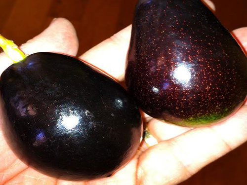 Mexicola Avocado